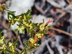 Pseudanthus orientalis
