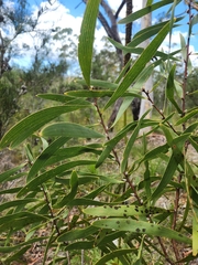 Hakea benthamii