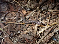 Batrachoseps attenuatus
