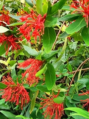 Embothrium coccineum
