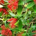 Firebushes - Photo (c) Selena Chan, some rights reserved (CC BY-NC), uploaded by Selena Chan