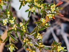 Pseudanthus orientalis