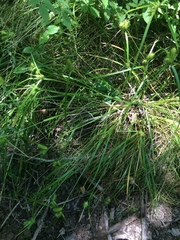 Carex lurida
