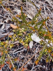 Pseudanthus orientalis