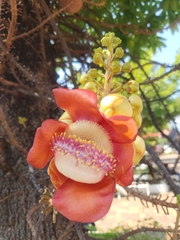 Couroupita guianensis