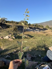 Brickellia tomentella