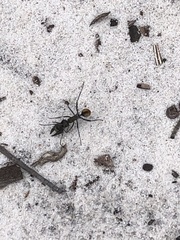 Polyrhachis brisbanensis