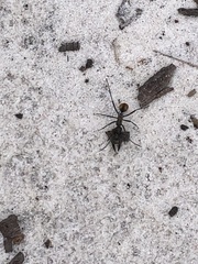 Polyrhachis brisbanensis