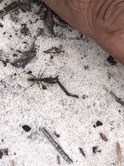 Polyrhachis brisbanensis