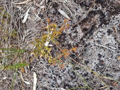 Pseudanthus orientalis