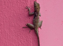 Anolis cristatellus