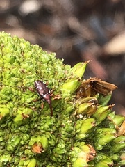 Meriphus guttatus