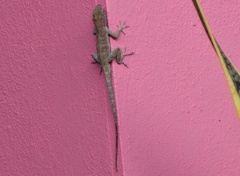 Anolis cristatellus