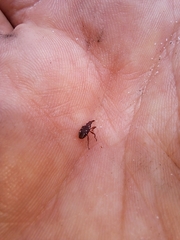 Meriphus guttatus