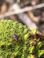 Meriphus guttatus