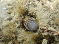 Parablennius laticlavius