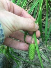 Carex typhina