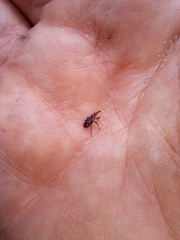 Meriphus guttatus