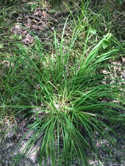 Carex typhina