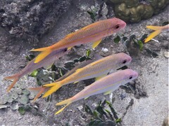 Mulloidichthys vanicolensis