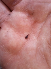 Meriphus guttatus