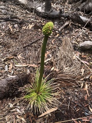 Xanthorrhoea johnsonii