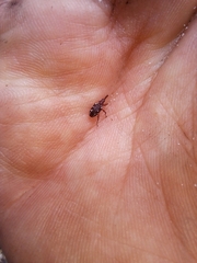 Meriphus guttatus