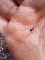 Meriphus guttatus