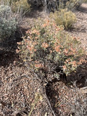 Eriogonum pulchrum