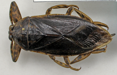 Lethocerus