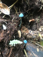 Entoloma virescens