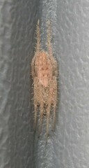 Larinia