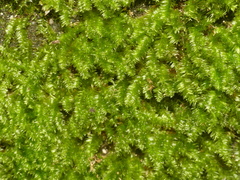 Plagiothecium cavifolium