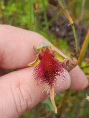 Calochilus grandiflorus
