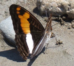 Adelpha jordani