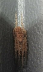 Larinia