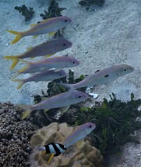 Mulloidichthys vanicolensis