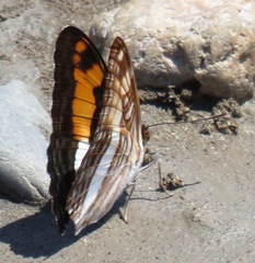 Adelpha jordani