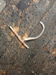 Blaniulus guttulatus