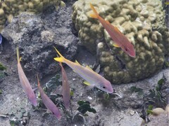 Mulloidichthys vanicolensis