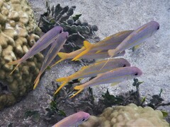 Mulloidichthys vanicolensis