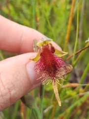 Calochilus grandiflorus
