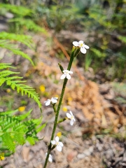 Stylidium