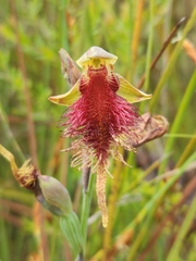 Calochilus grandiflorus