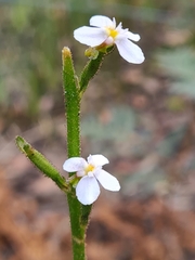 Stylidium