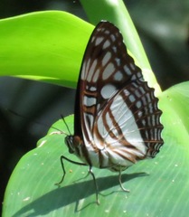Adelpha erotia