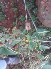 Pentarrhinum insipidum