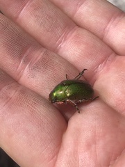 Anoplognathus multiseriatus