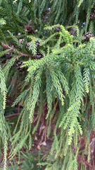 Cryptomeria