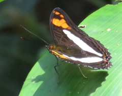 Adelpha erotia